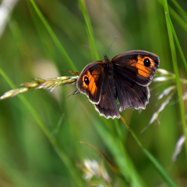 "Meadow Brown #3" by Len Howell - $12.20 "Meadow Brown #3" stock image