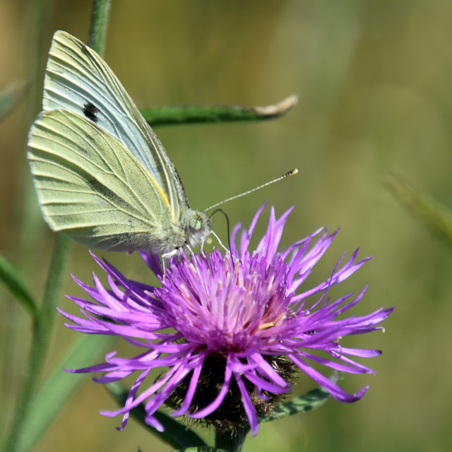 "Large White Butterfly # 3" by Len Howell - $12.20 "Large White Butterfly # 3" stock image