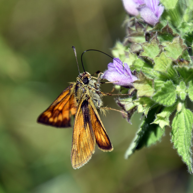 "Silver-spotted Skipper" by Len Howell - $18.30 "Silver-spotted Skipper" stock image