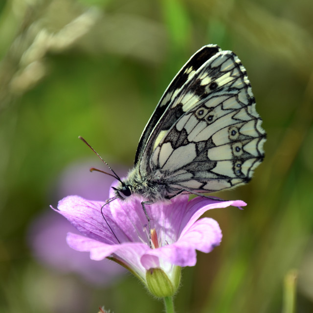"Marbled White #4" by Len Howell - $18.30 "Marbled White #4" stock image