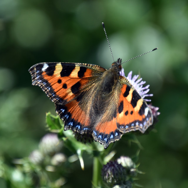 "Small Tortoisehell #3" by Len Howell - $18.30 "Small Tortoisehell #3" stock image