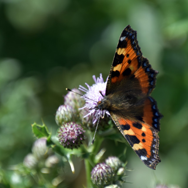 "Small Tortoiseshell #2" by Len Howell - $12.20 "Small Tortoiseshell #2" stock image