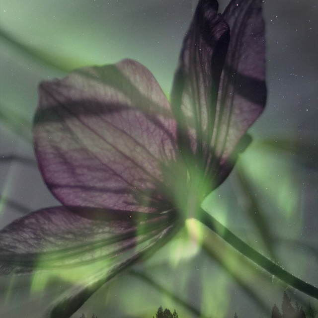 "Northern light Clematis" stock image