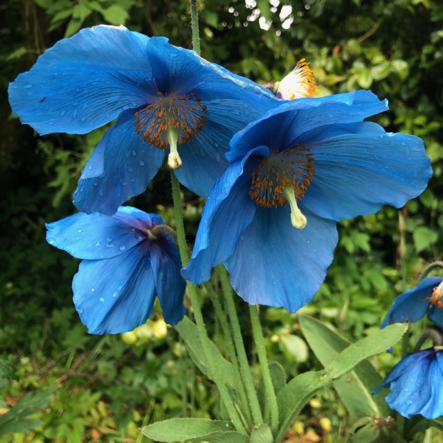 "Meconopsis - Himalayan Blue Poppy group" stock image
