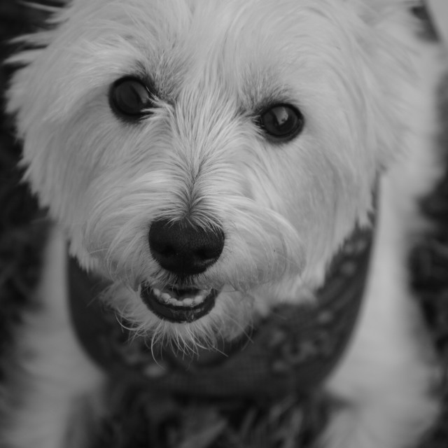 "Bella" by Works By Willow - $25.40 "Bella" stock image