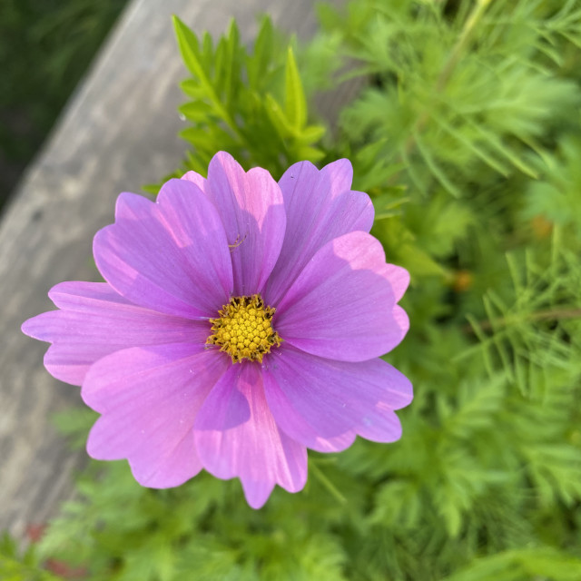 "Good morning" stock image