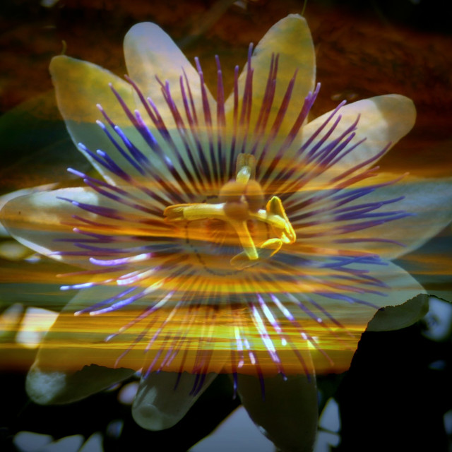 "Glowing passion(flower)" stock image