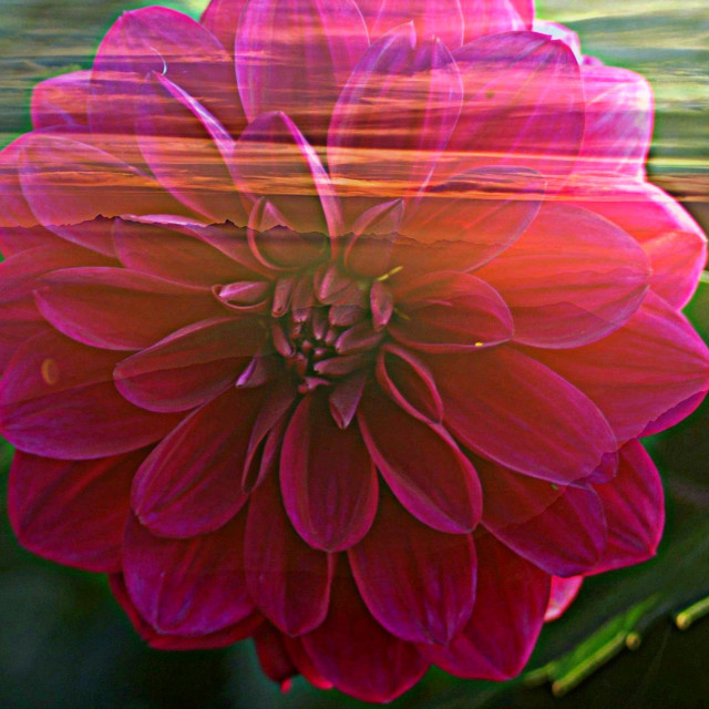 "Late Dhalia" by Rudolf Reinbacher - £10.00 "Late Dhalia" stock image