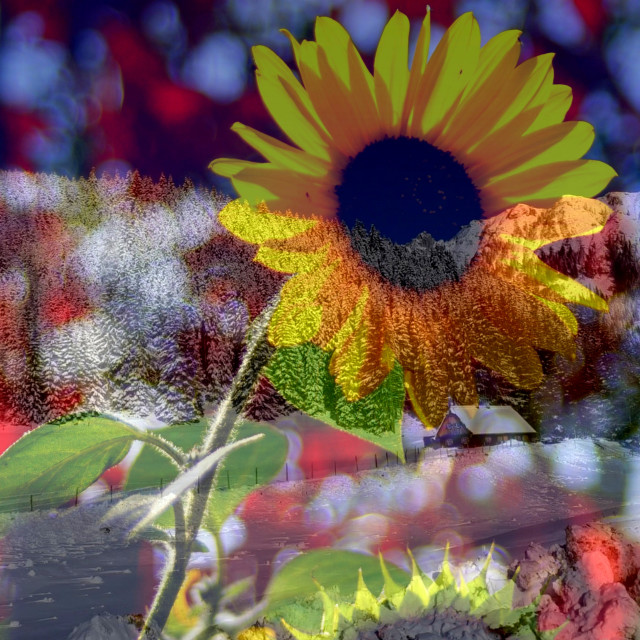 "Winter sunflower" stock image