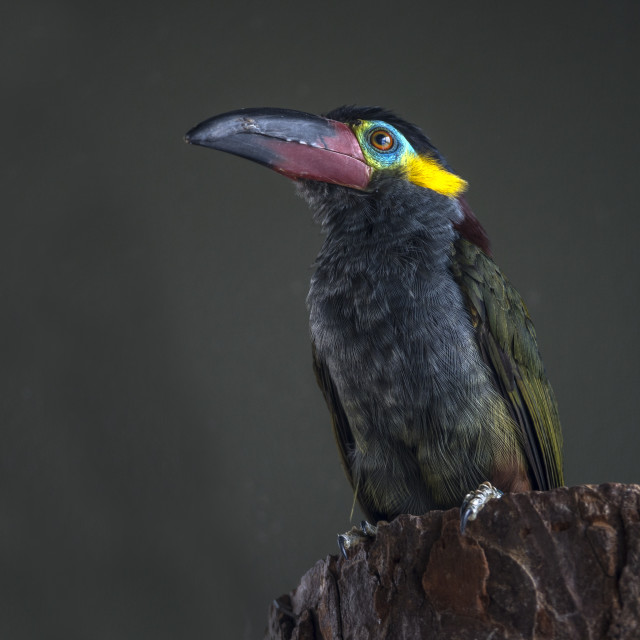 "A Beautiful Bird" by www.nishantdavid.ca - $16.51 "A Beautiful Bird" stock image