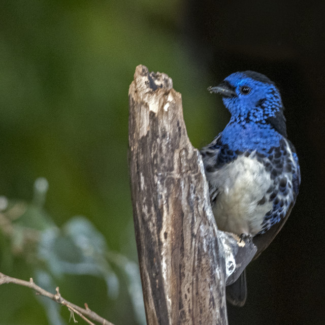 "A Beautiful Bird" stock image