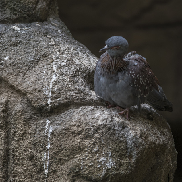 "A Beautiful Bird" stock image