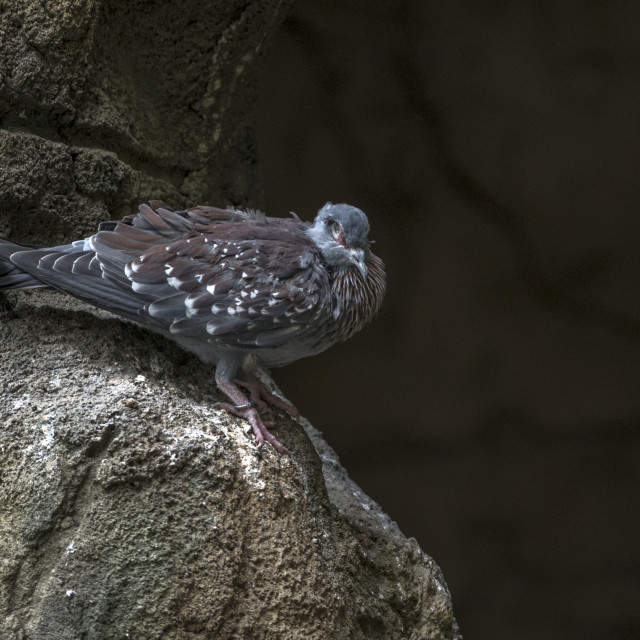 "A Beautiful Bird" stock image