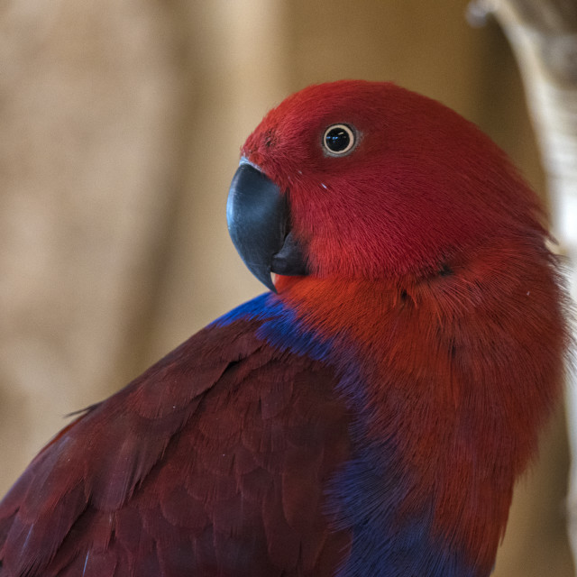 "A Beautiful Bird" stock image