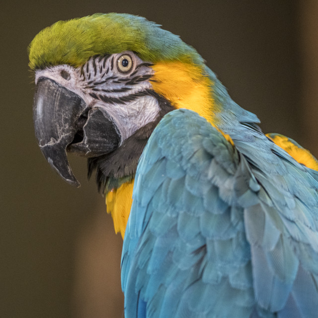 "A Beautiful Bird" by www.nishantdavid.ca - $16.51 "A Beautiful Bird" stock image