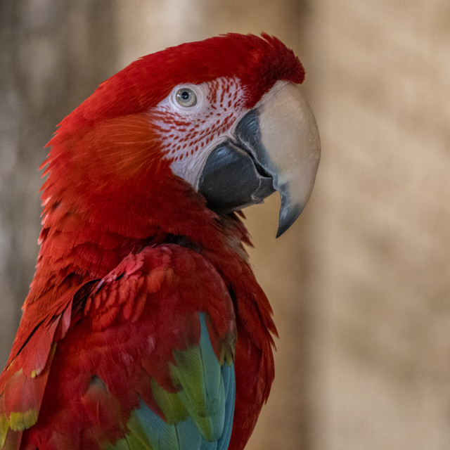 "A Beautiful Bird" stock image