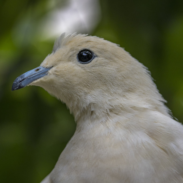 "A Beautiful Bird" stock image