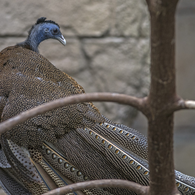 "A Beautiful Bird" stock image