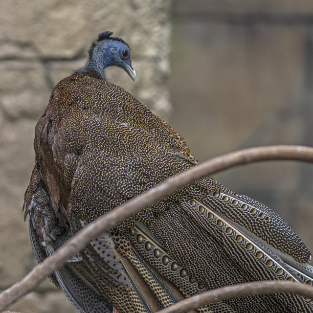 "A Beautiful Bird" stock image