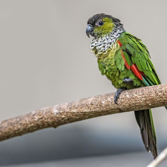 "A Beautiful Bird" by www.nishantdavid.ca - $16.51 "A Beautiful Bird" stock image