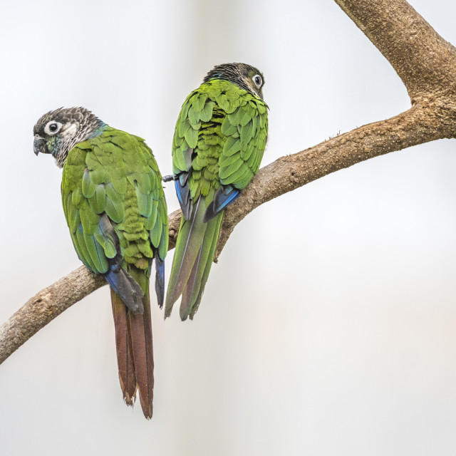 "Beautiful Birds" stock image