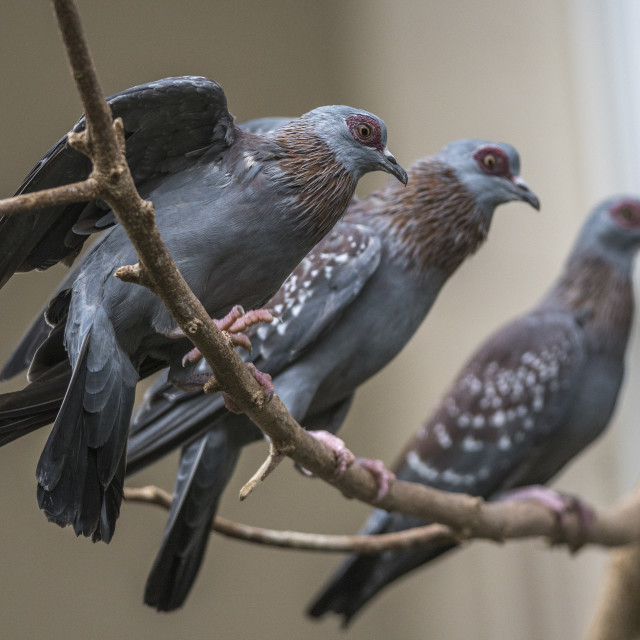 "Beautiful Birds" by www.nishantdavid.ca - $16.51 "Beautiful Birds" stock image