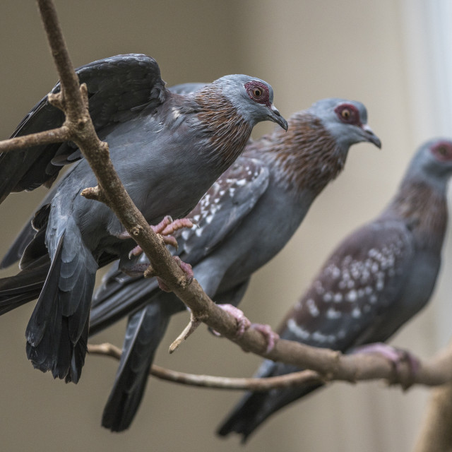 "Beautiful Birds" stock image