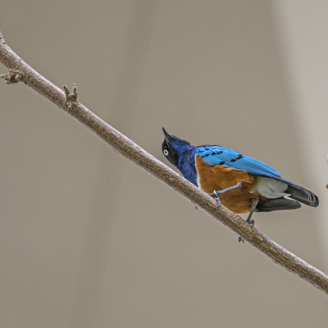 "A Beautiful Bird" stock image