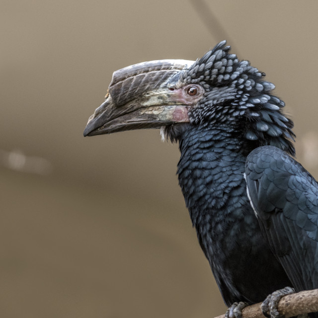 "A Beautiful Bird" stock image