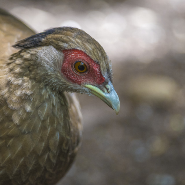 "A Beautiful Bird" stock image