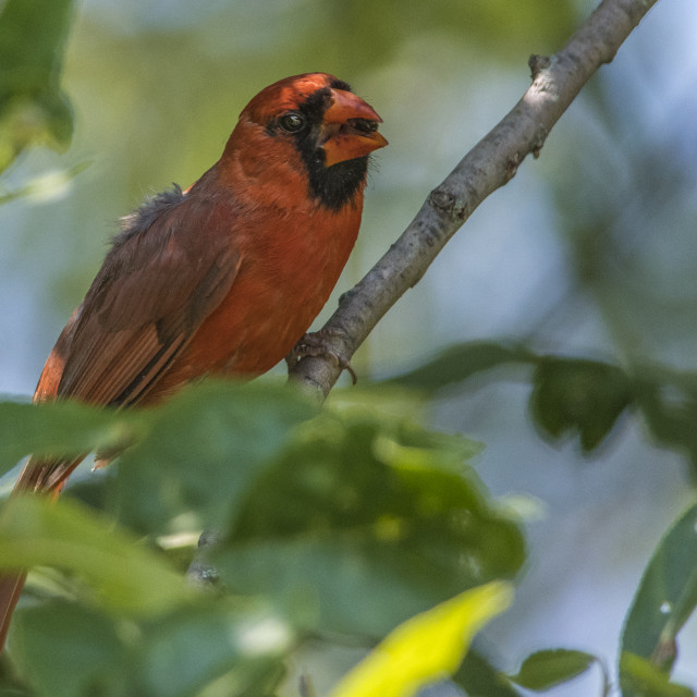 "The northern cardinal (Cardinalis cardinalis) Male" stock image