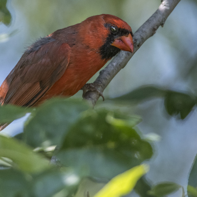 "The northern cardinal (Cardinalis cardinalis) Male" by www.nishantdavid.ca - $16.05 "The northern cardinal (Cardinalis cardinalis) Male" stock image