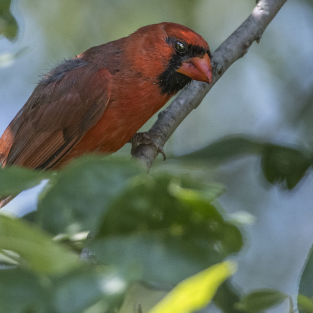 "The northern cardinal (Cardinalis cardinalis) Male" stock image