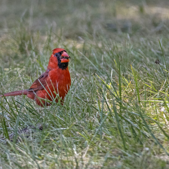 "The northern cardinal (Cardinalis cardinalis) Male" stock image