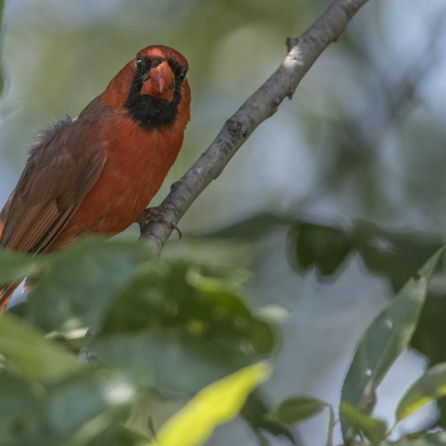 "The northern cardinal (Cardinalis cardinalis) Male" stock image