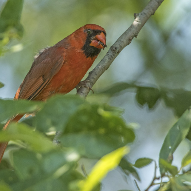 "The northern cardinal (Cardinalis cardinalis) Male" stock image