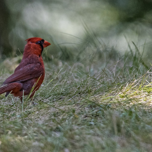 "The northern cardinal (Cardinalis cardinalis) Male" stock image