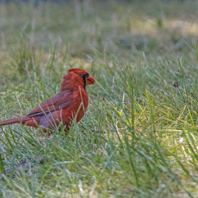 "The northern cardinal (Cardinalis cardinalis) Male" stock image