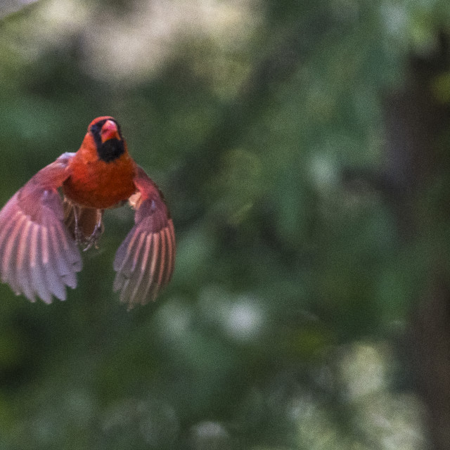 "The northern cardinal (Cardinalis cardinalis) Male" by www.nishantdavid.ca - $16.05 "The northern cardinal (Cardinalis cardinalis) Male" stock image