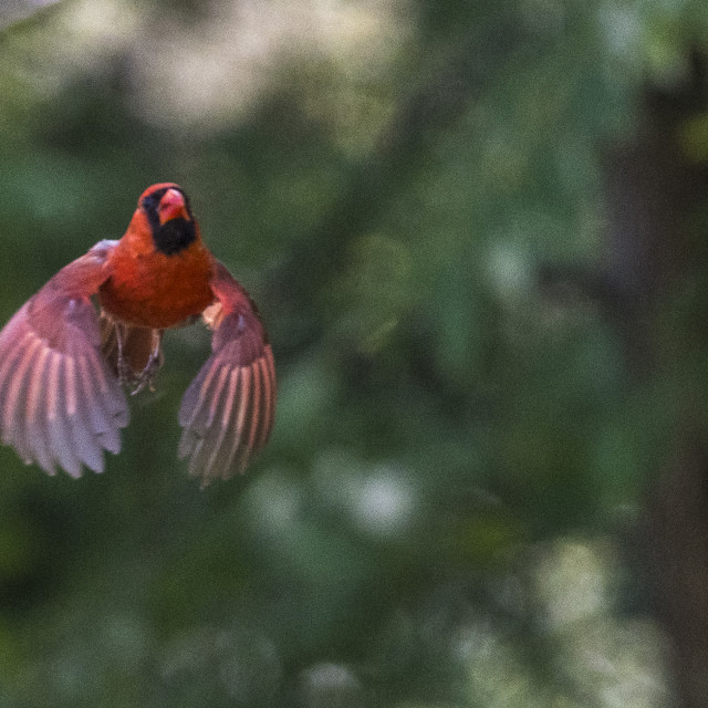 "The northern cardinal (Cardinalis cardinalis) Male" stock image