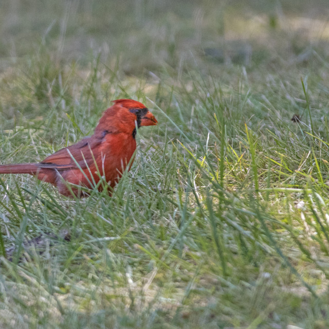 "The northern cardinal (Cardinalis cardinalis) Male" stock image