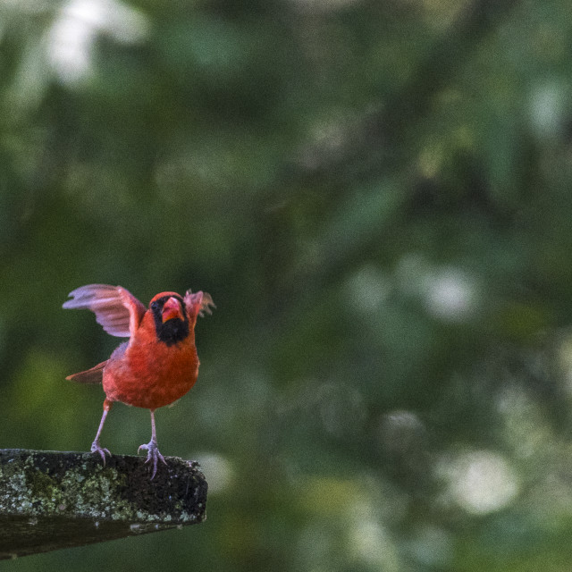 "The northern cardinal (Cardinalis cardinalis) Male" stock image