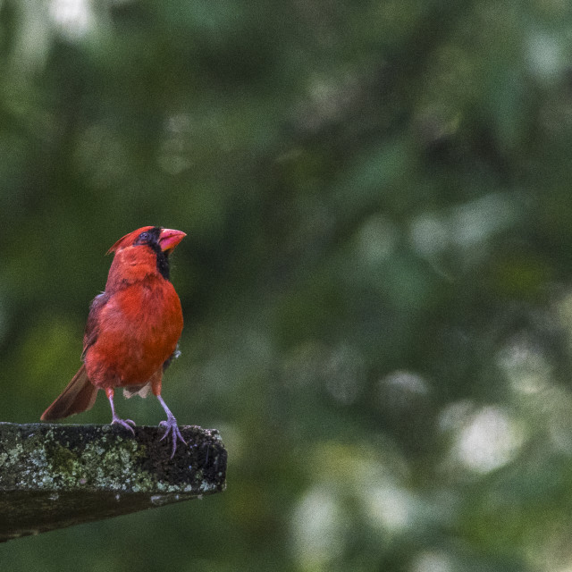 "The northern cardinal (Cardinalis cardinalis) Male" stock image