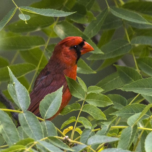 "The northern cardinal (Cardinalis cardinalis) Male" stock image