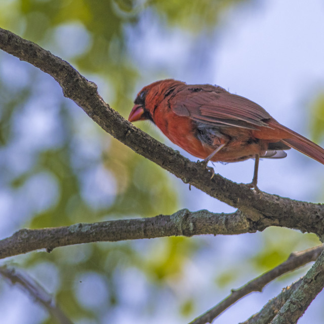 "The northern cardinal (Cardinalis cardinalis) Male" stock image