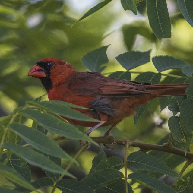 "The northern cardinal (Cardinalis cardinalis) Male" stock image