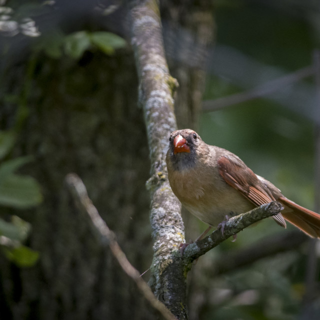 "The northern cardinal (Cardinalis cardinalis) Female" stock image