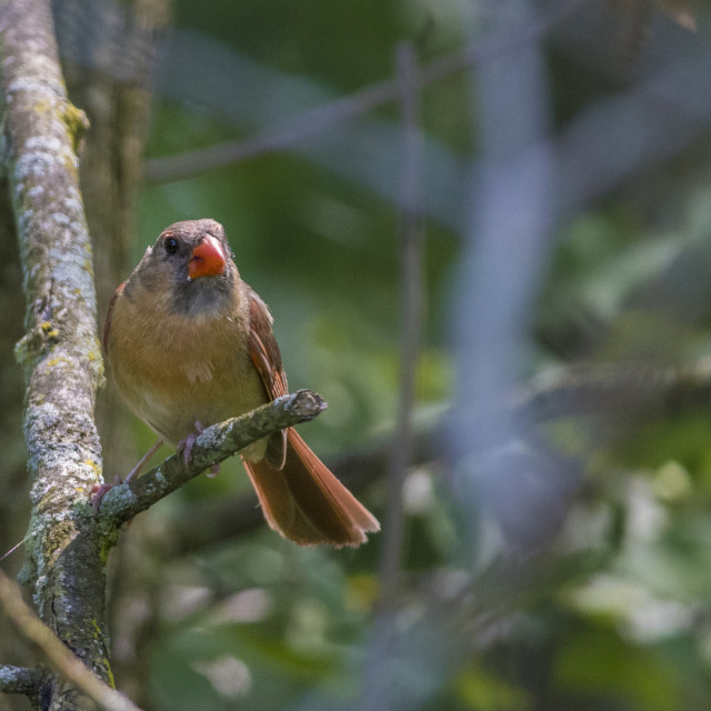 "The northern cardinal (Cardinalis cardinalis) Female" stock image