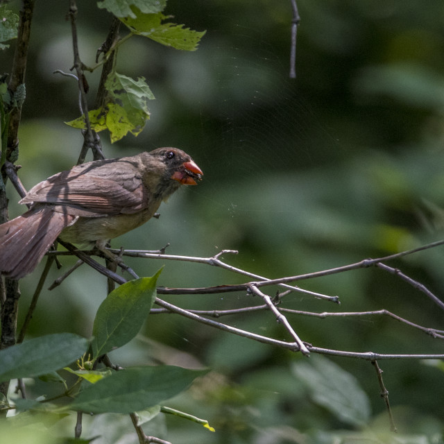 "The northern cardinal (Cardinalis cardinalis) Female" stock image