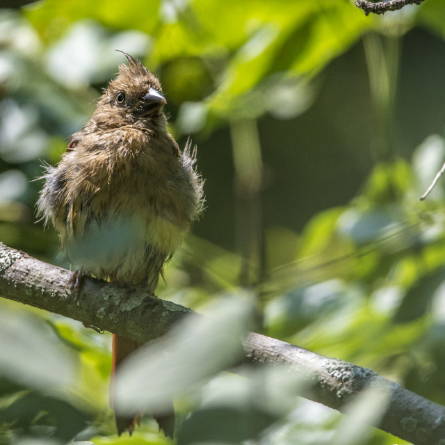 "The northern cardinal (Cardinalis cardinalis) Female" stock image